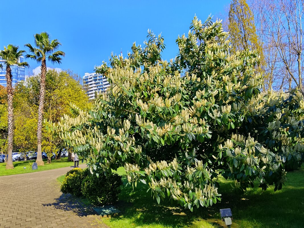 ЛАВРОВИШНЯ - Tata Wolf