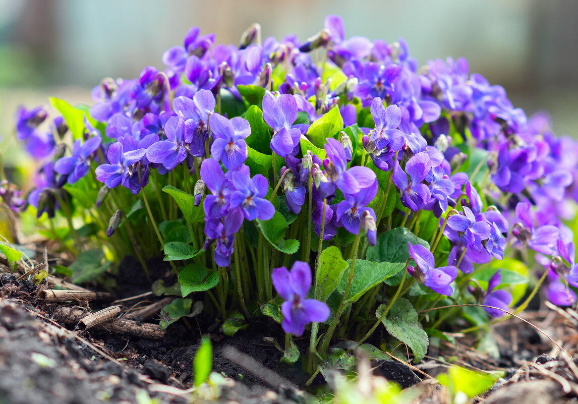 *** - Виталий Емельянов