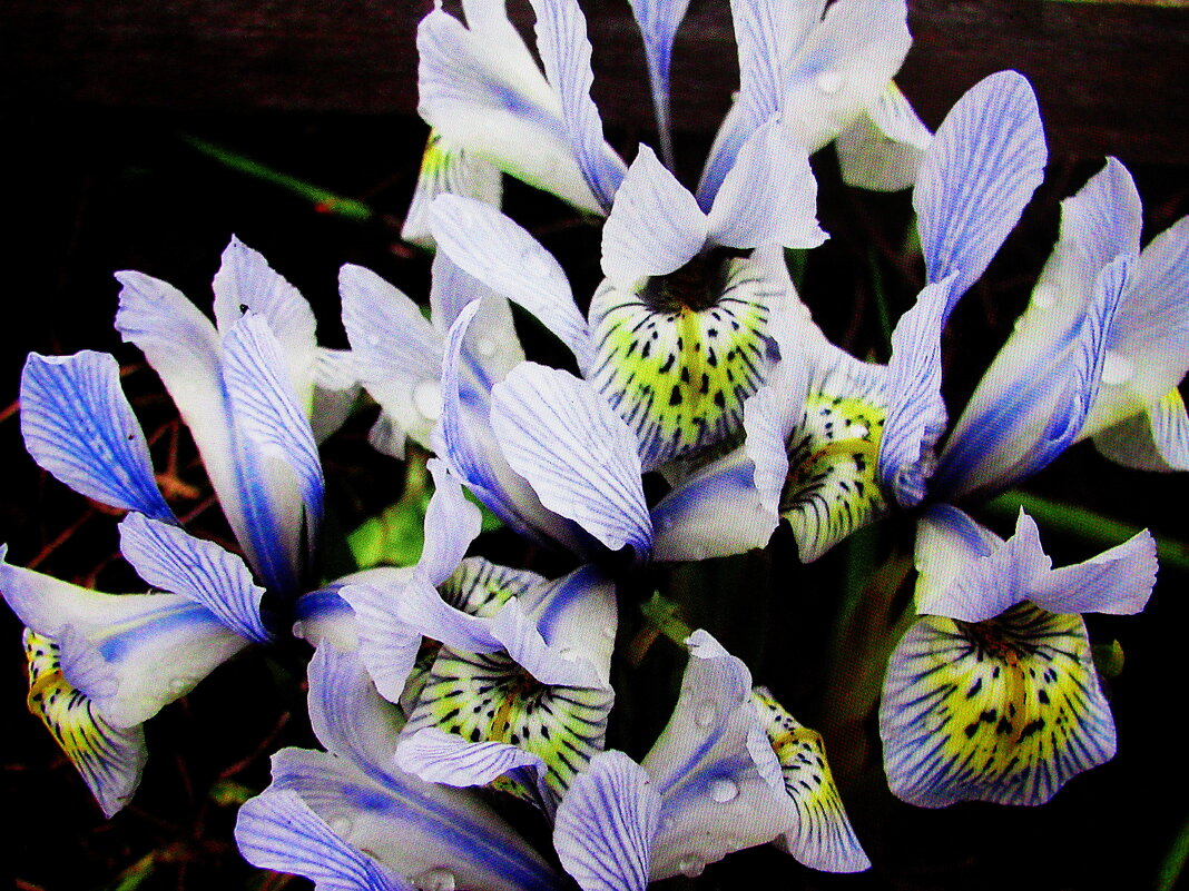 Ранние красавцы - Людмила Смородинская