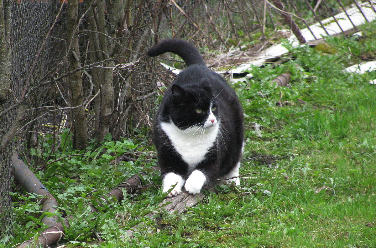 Решил когти поточить - Людмила Смородинская
