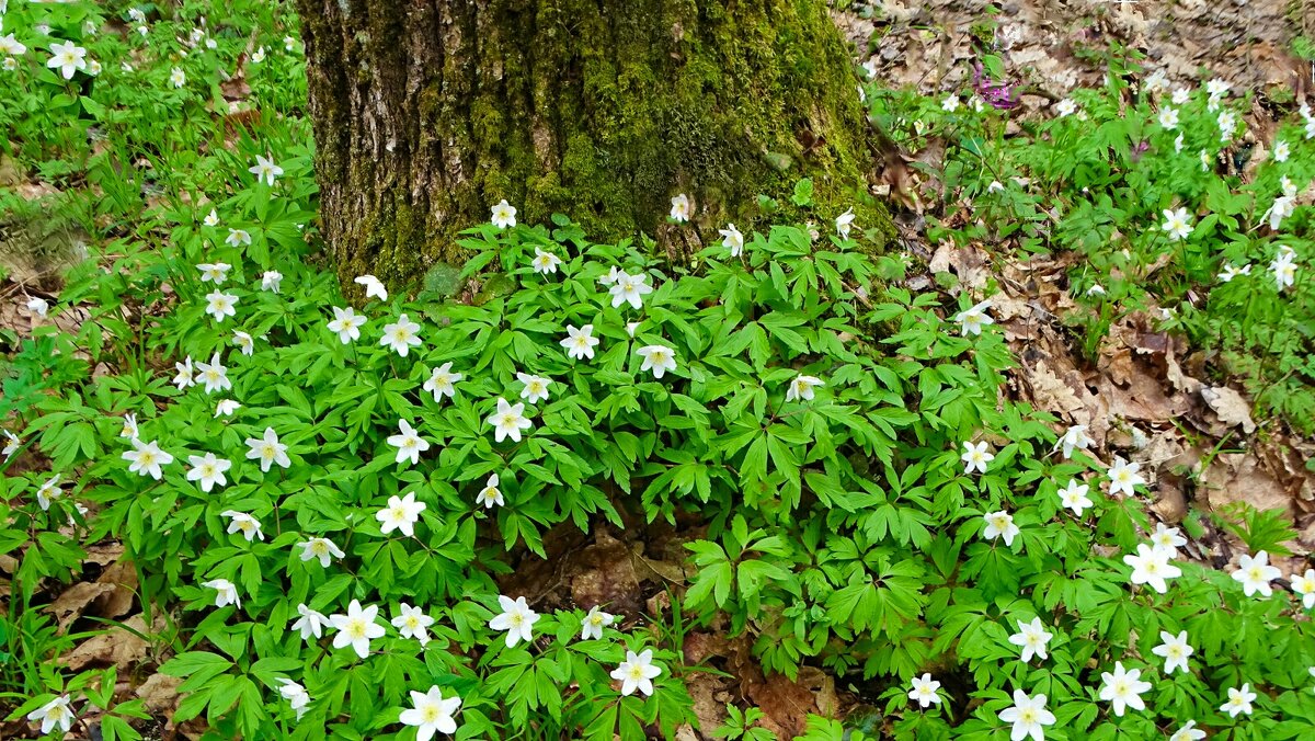 Весенний лес. - Милешкин Владимир Алексеевич 