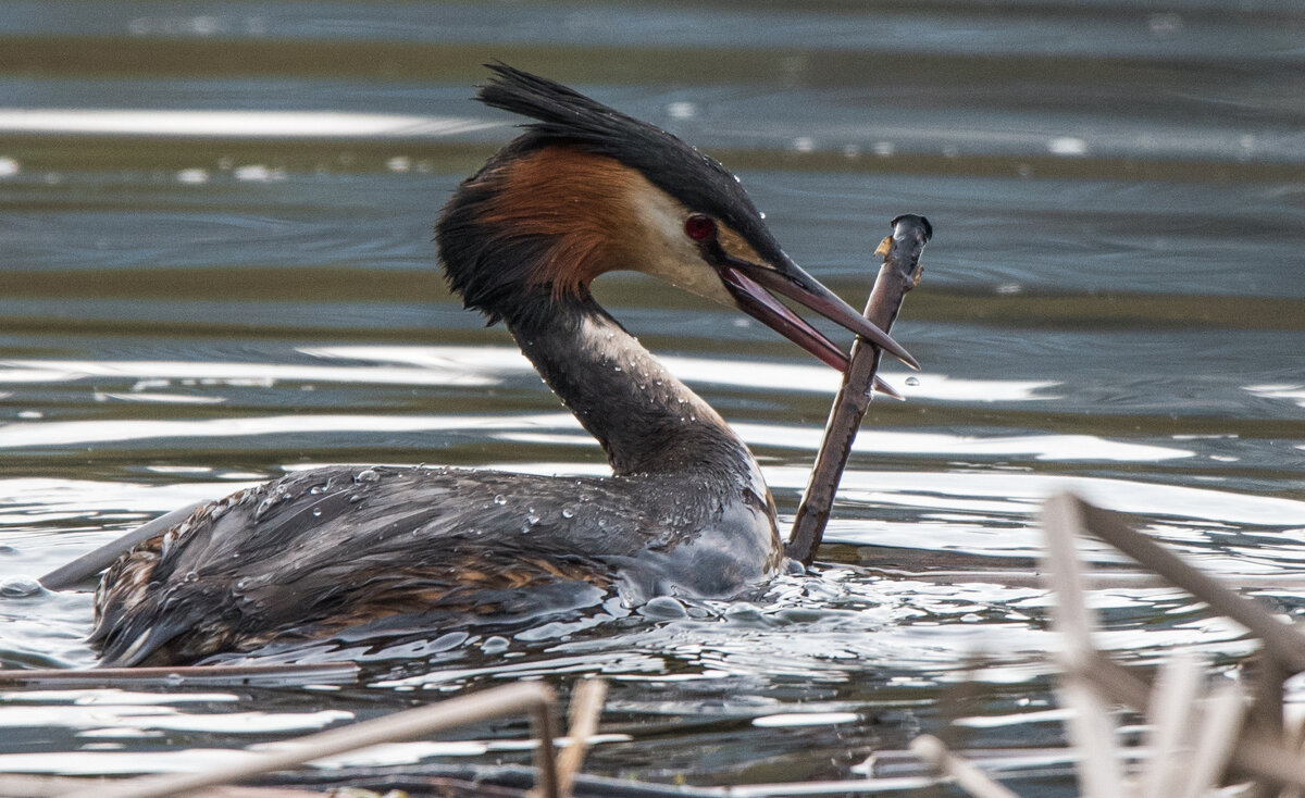 Чомга строит гнездо. - Владимир Безбородов