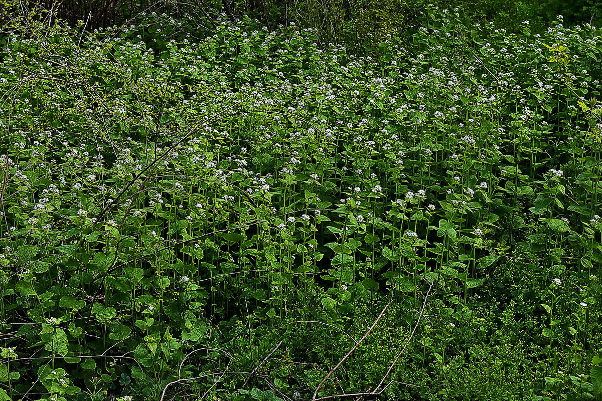 Травка - Юрий Гайворонскiий