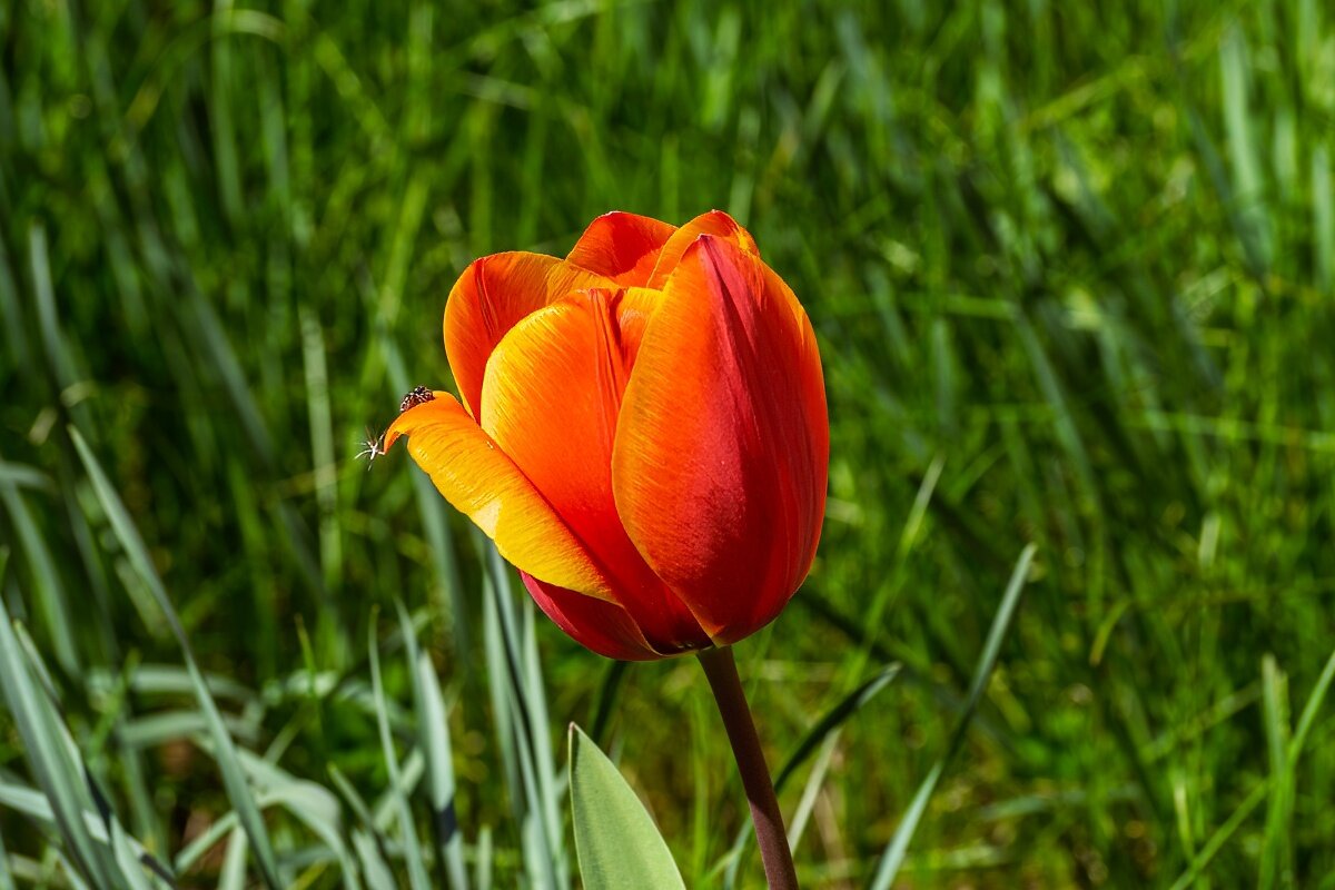 Тюльпан - Игорь Сикорский