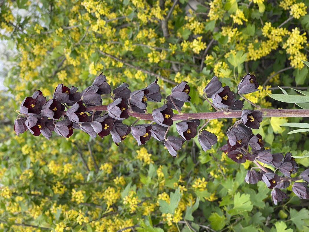 Рябчик - Lena )