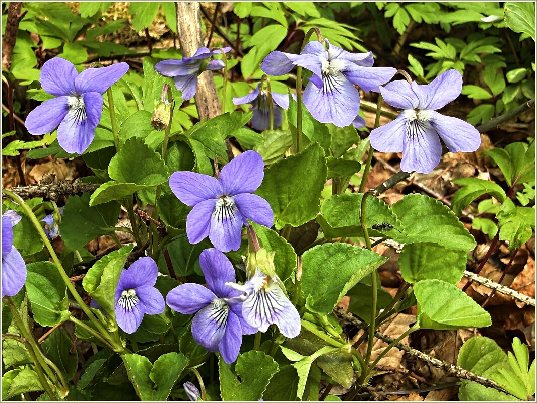 Первые фмалочки. - Валерия Комова