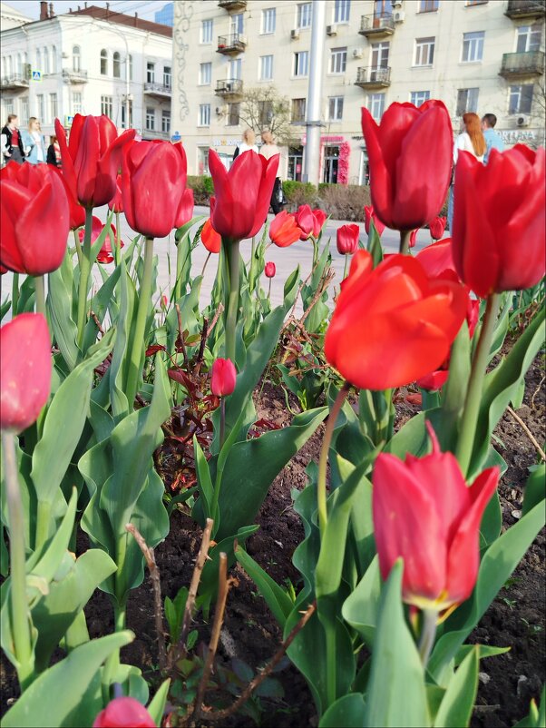 Какие же они красивые! - Надежда 