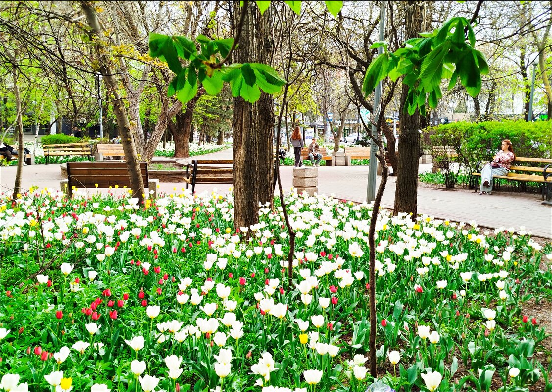 Мини-парк с тюльпанами! - Надежда 