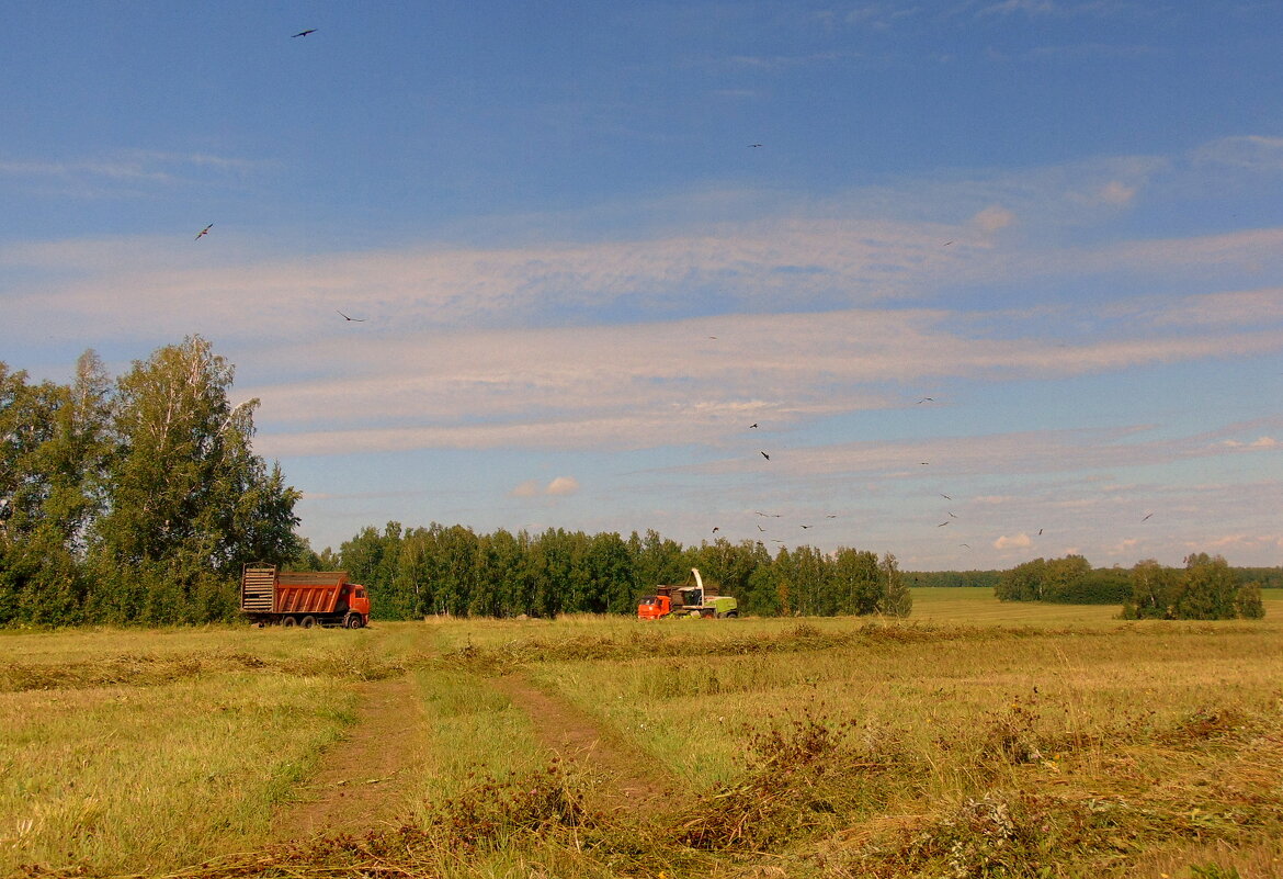 Время сенокоса. - nadyasilyuk Вознюк
