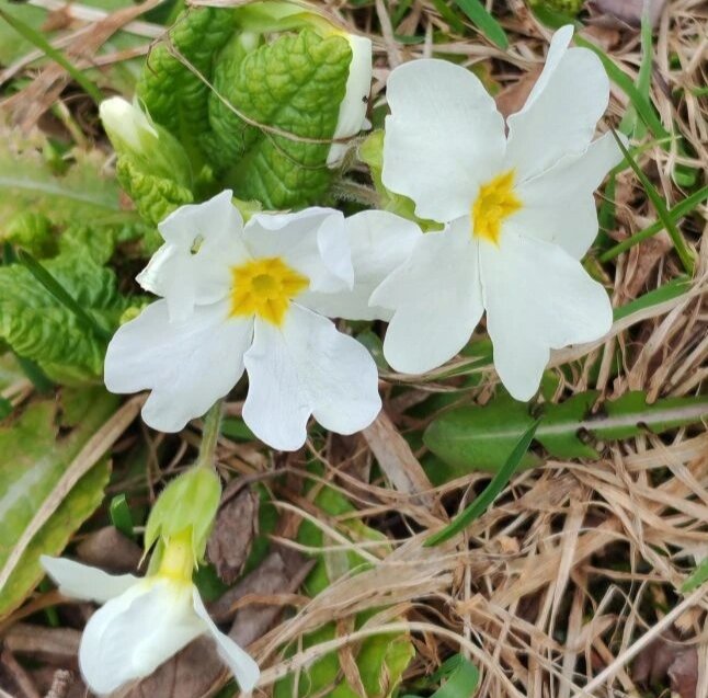 Весеннее - Елена Семигина