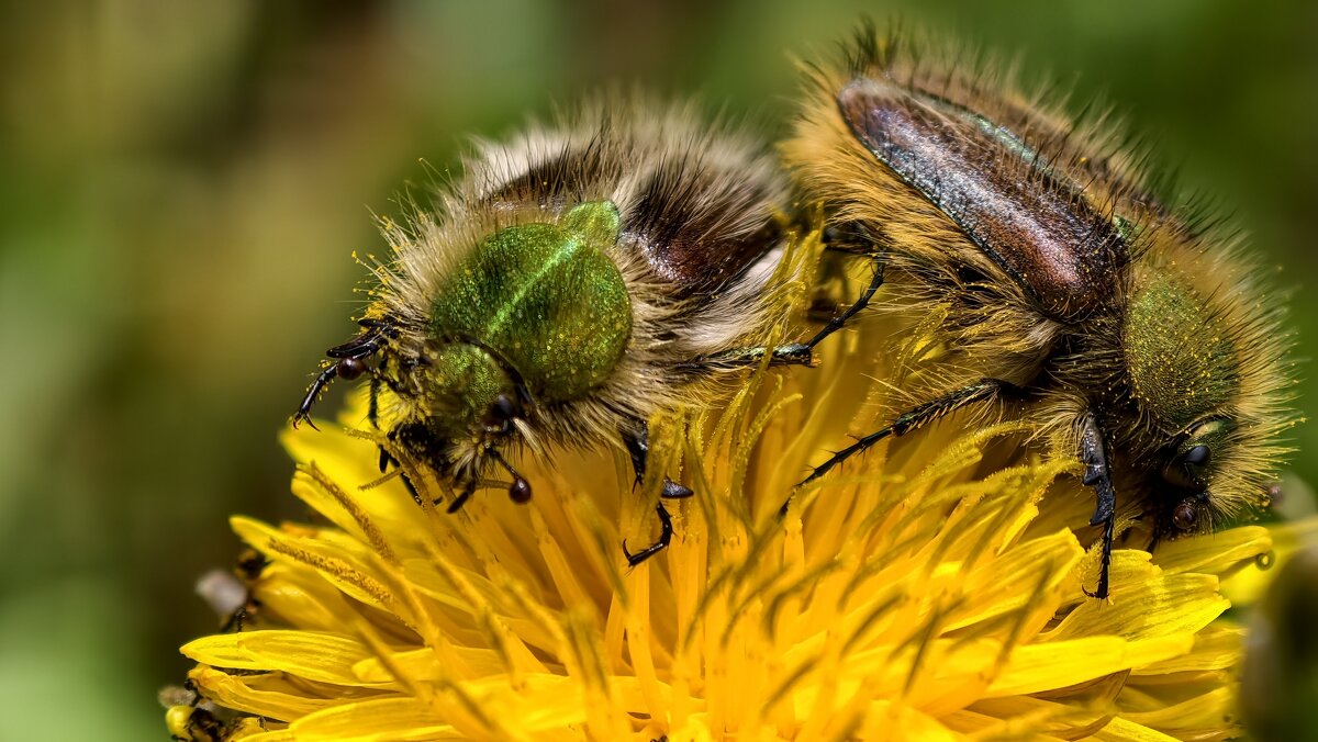 Самки хрустиков лисичек - Мариша Тим