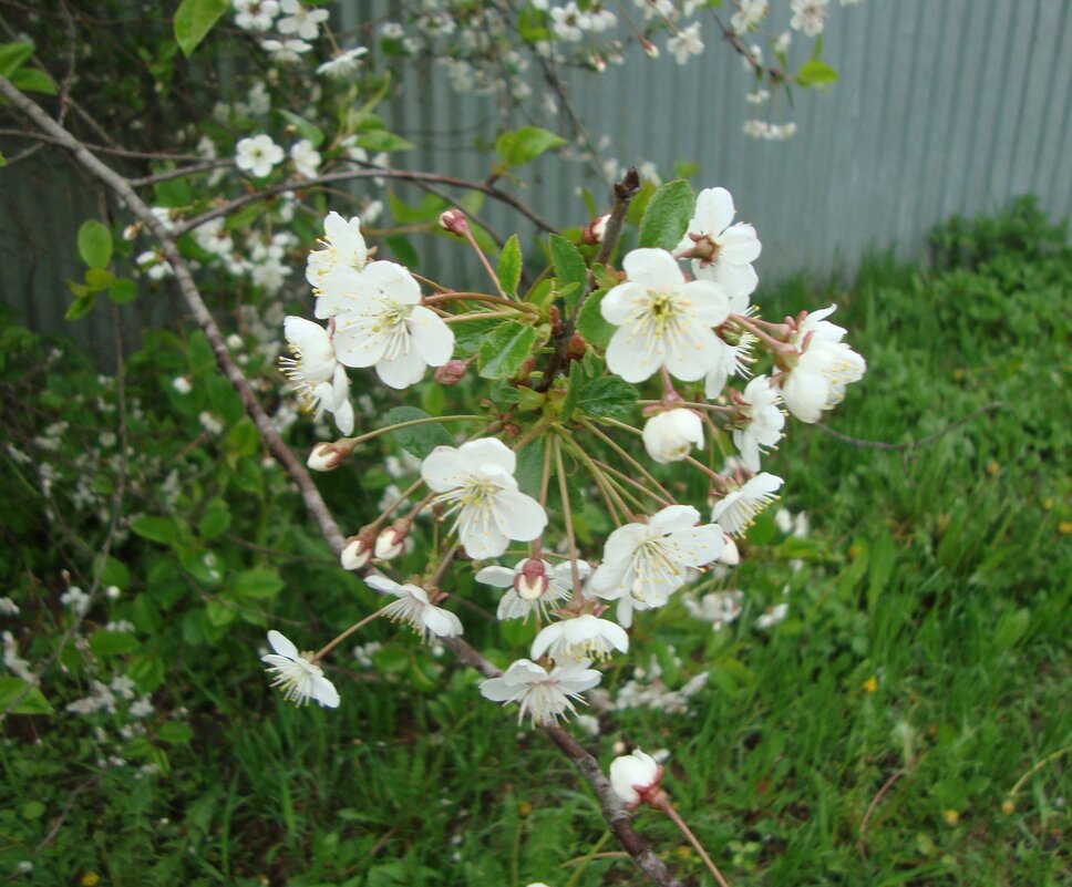 веточка вишнёвая в ноги нам склонённая... - Галина Флора