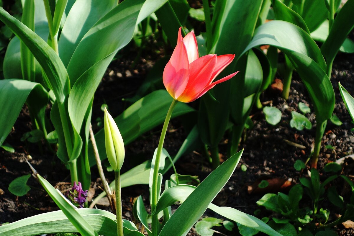 Тюльпаны - Рита Симонова