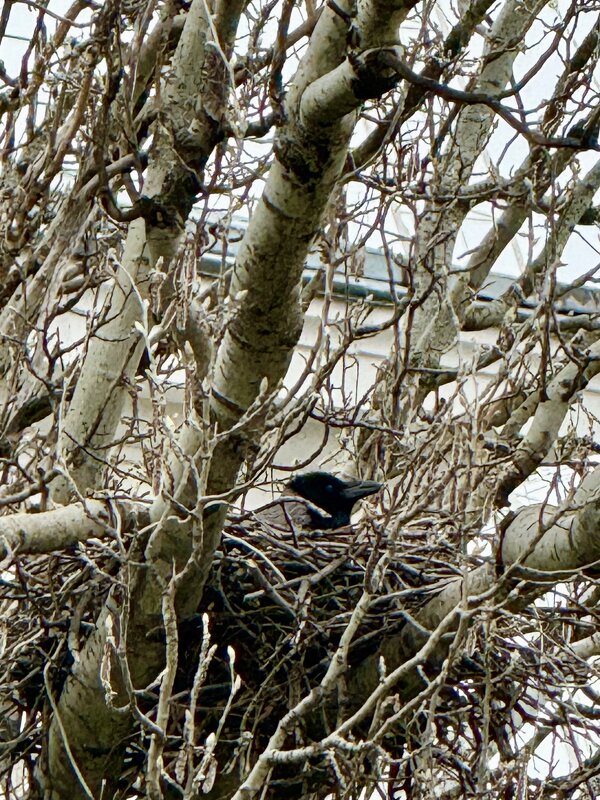 В засаде - Iren Brilliance