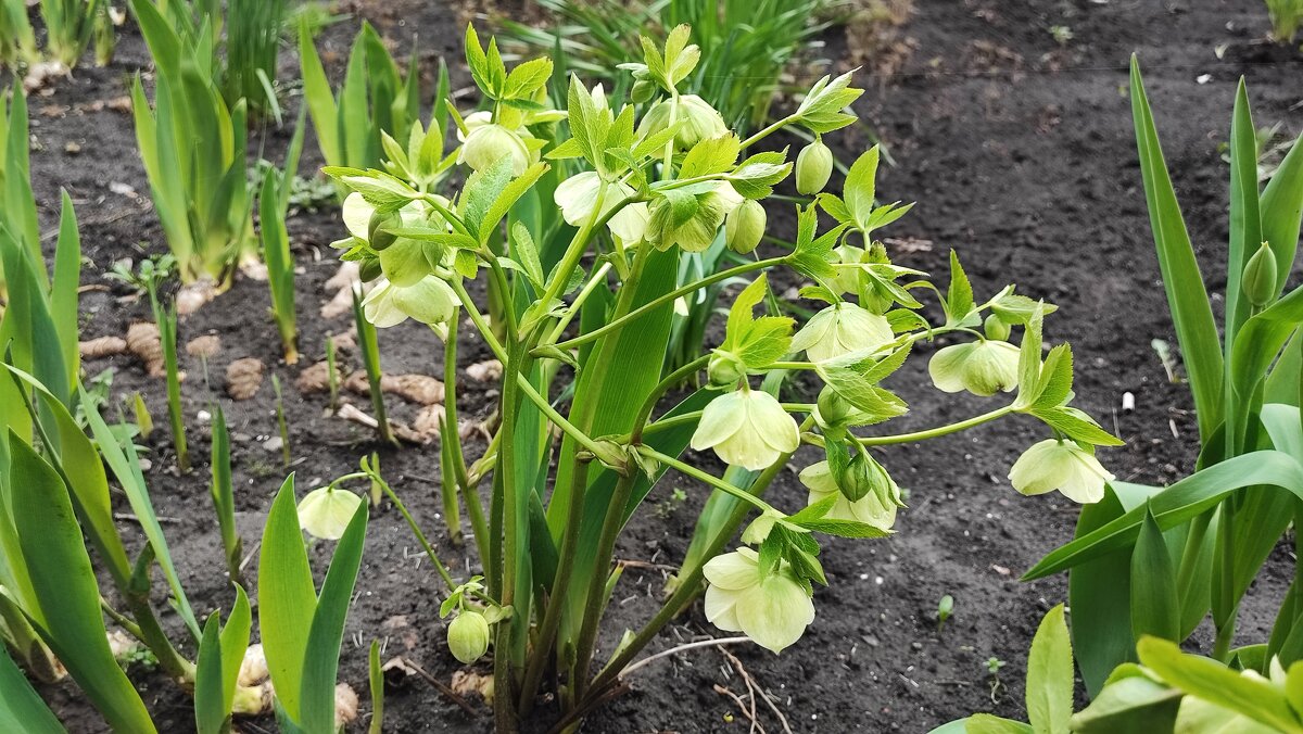 ,,, - Сергей Тимоновский