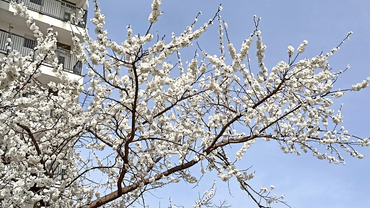 Это абрикос - Татьяна Тюменка