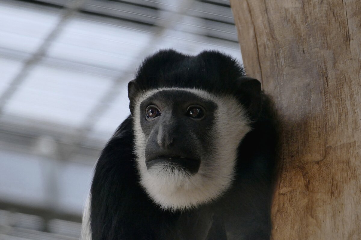 Серия  "Глаза зверей" .Печаль - Виктор Савельев