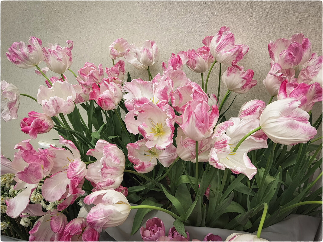 Тюльпаны. - Лилия *