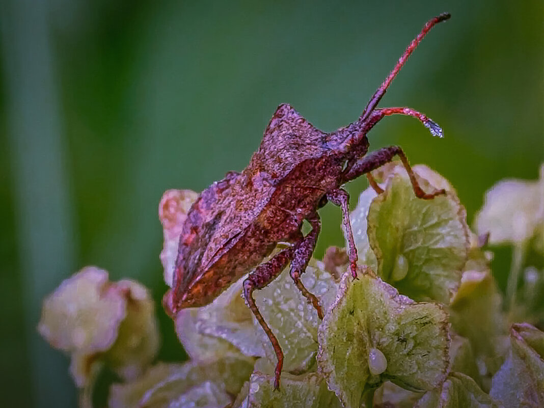 Клоп Краевик щавелевый - Aleksey Afonin