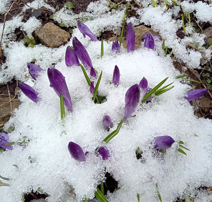 И снова снег - Лариса С.