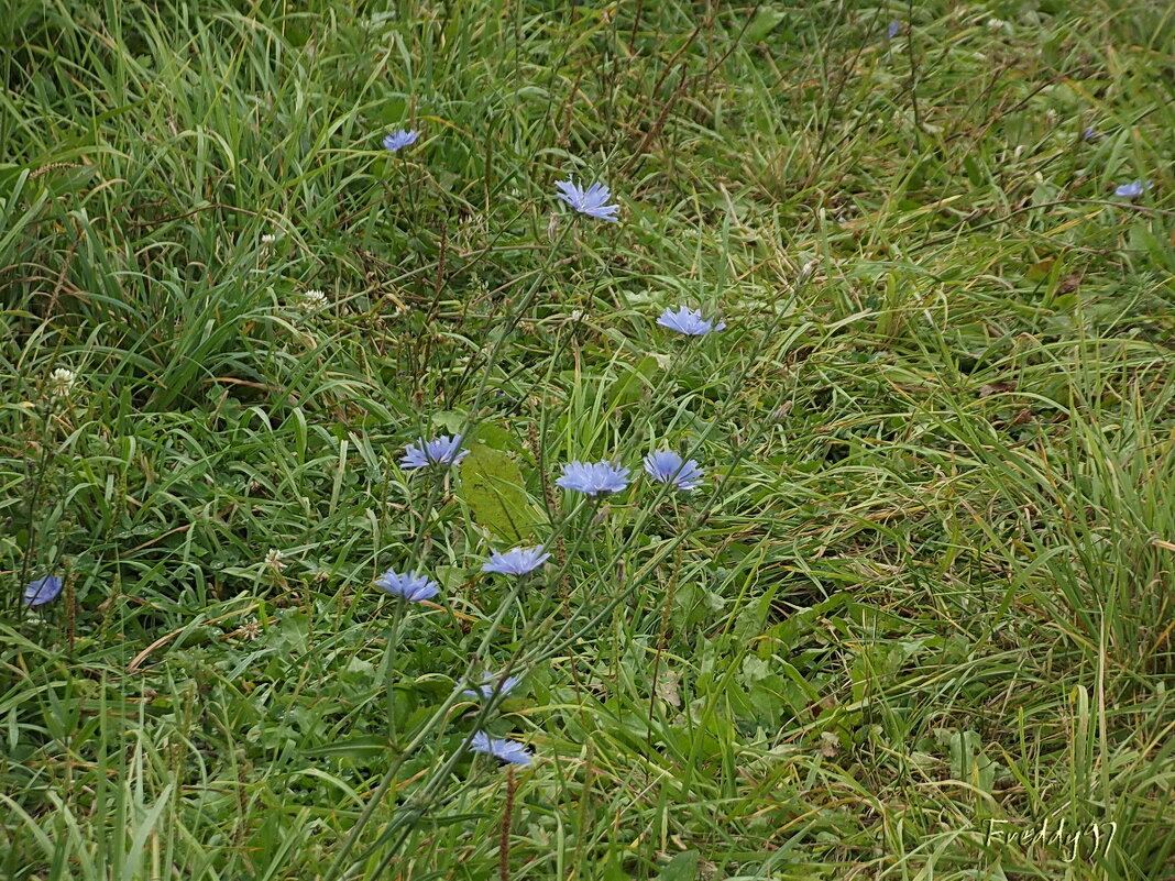 Цикорий - Freddy 97