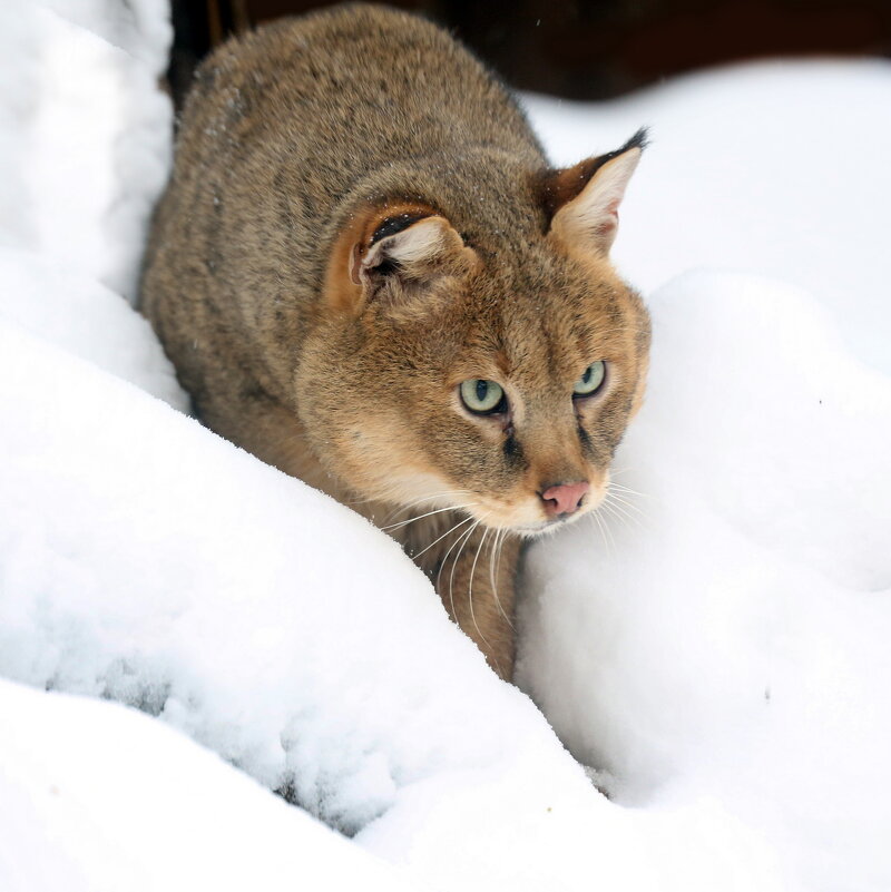 Камышовый - Михаил Бибичков