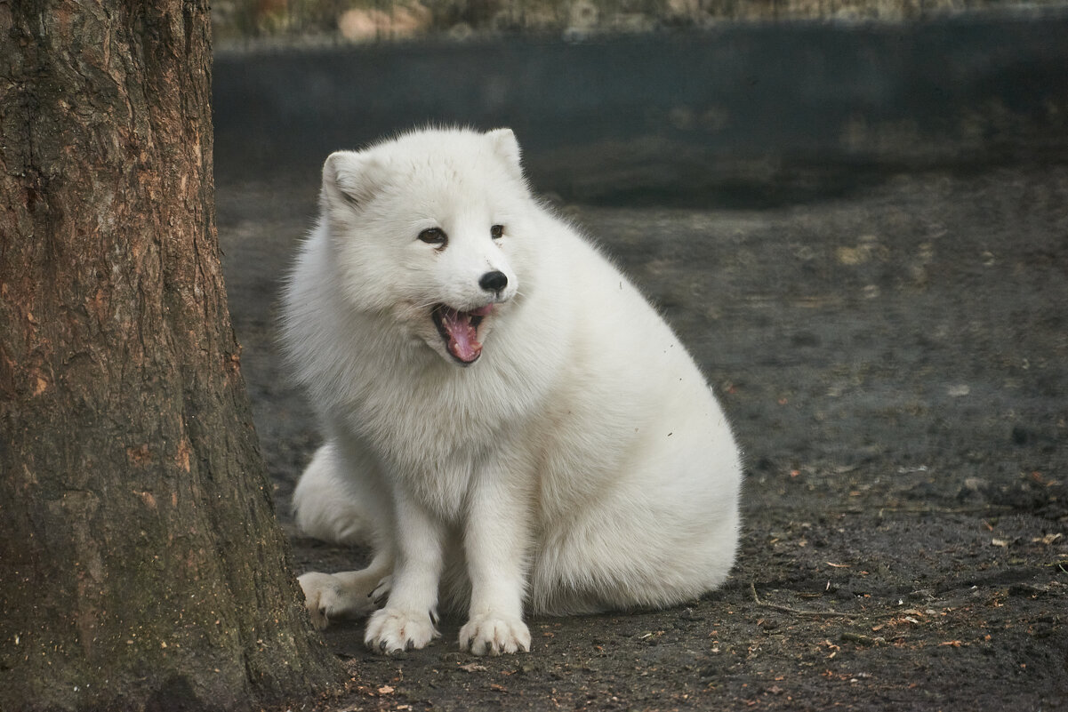 Белый Песец - Александр Леонов