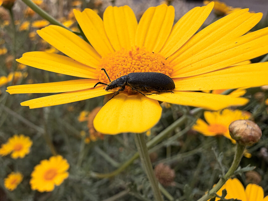 Жук - Александр Деревяшкин