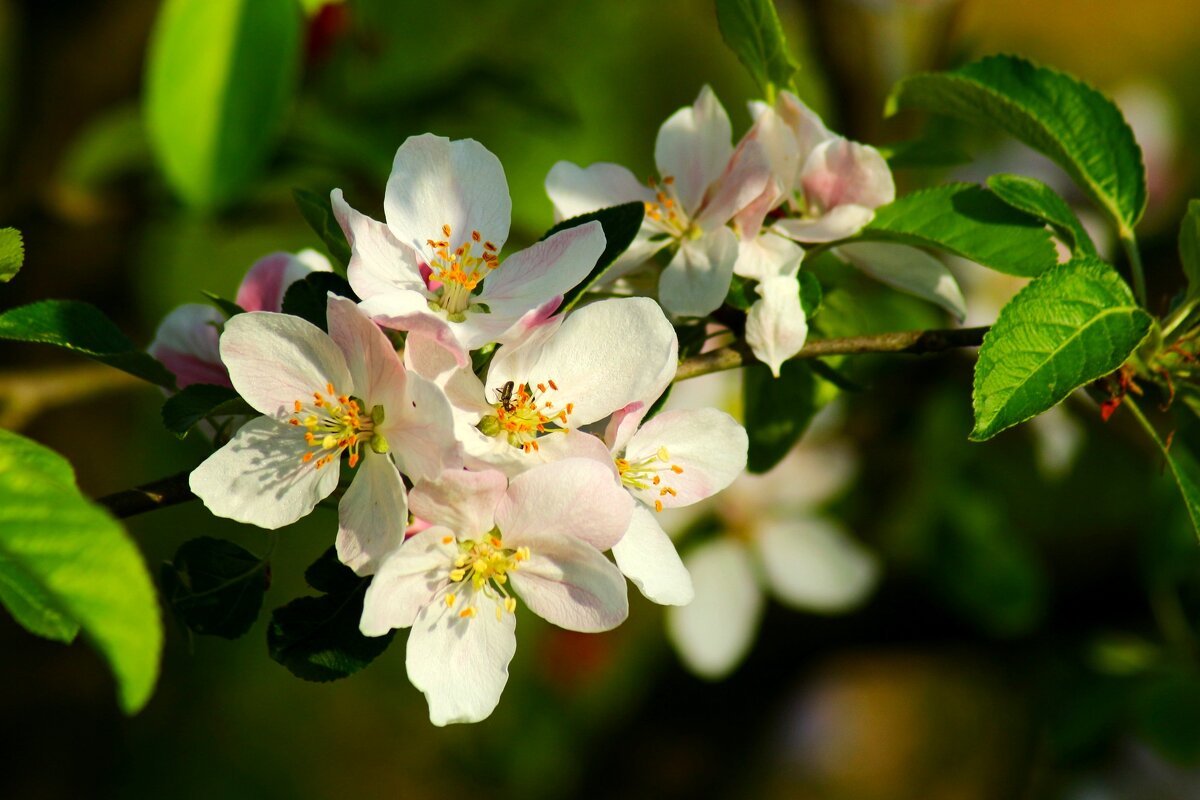 Цветущий апрель - Юрий. Шмаков