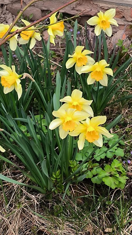 Весна идет, украшавшие дорогу цветами! - Ольга 