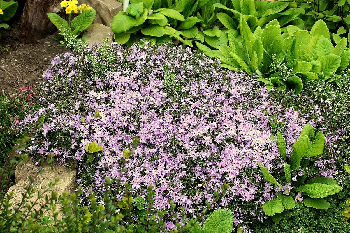 Флокс шиловидный многолетний. - Ирина 