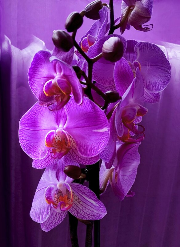 Орхидея - Елена Галата