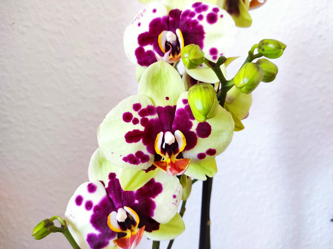 Орхидея - Елена Галата