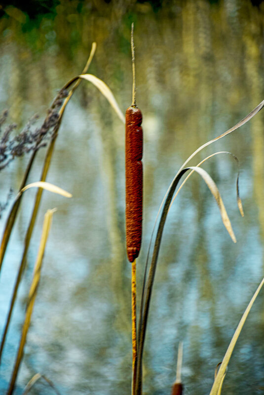 Рогоз - Олег 