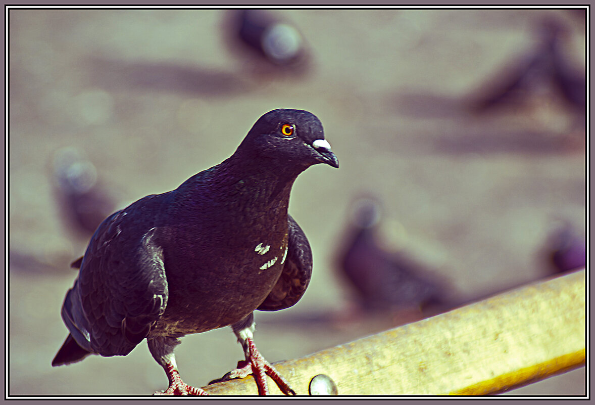 Кавалер - Владимир Кроливец