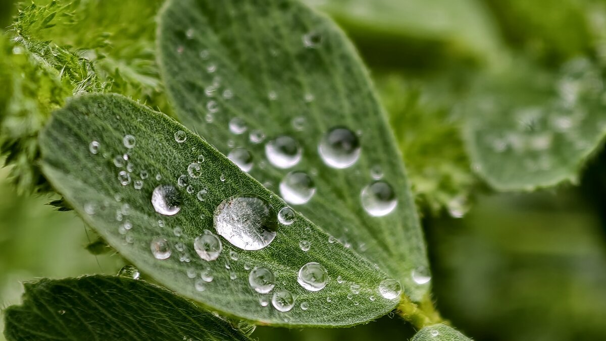 После дождя - Мариша Тим