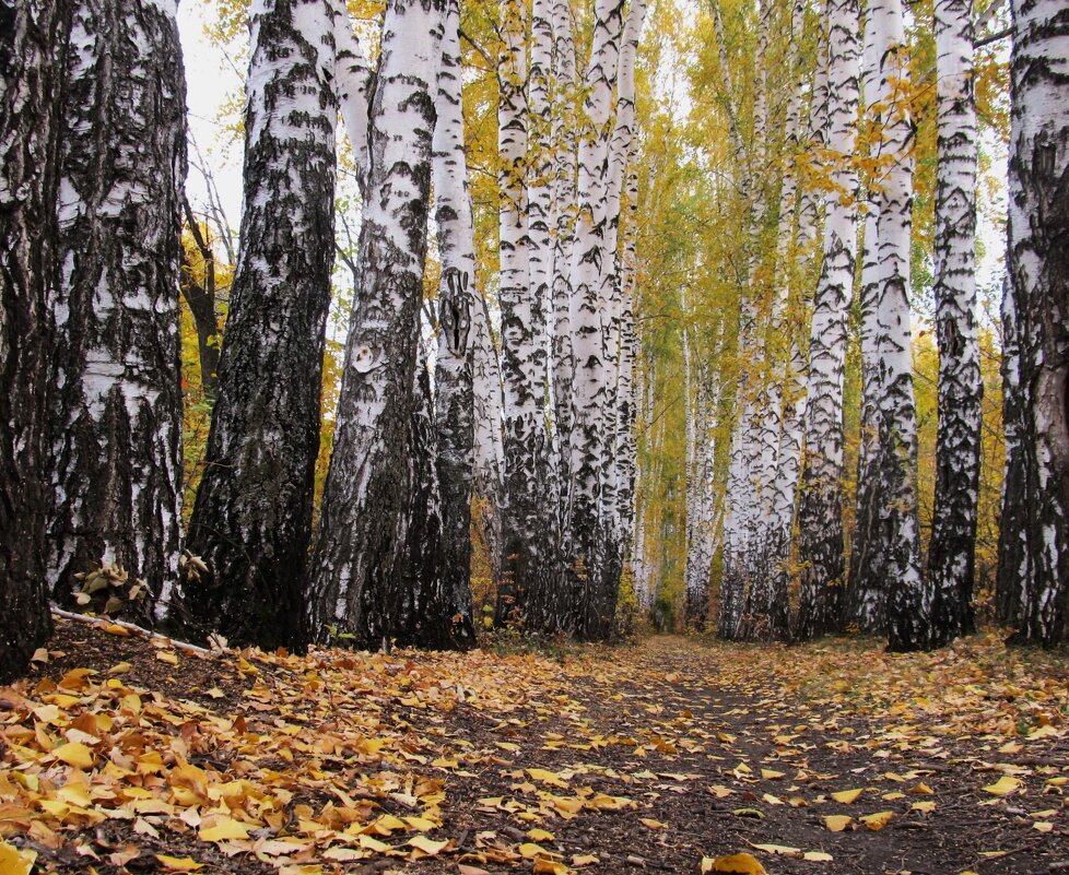 ........... - Елена Шаламова