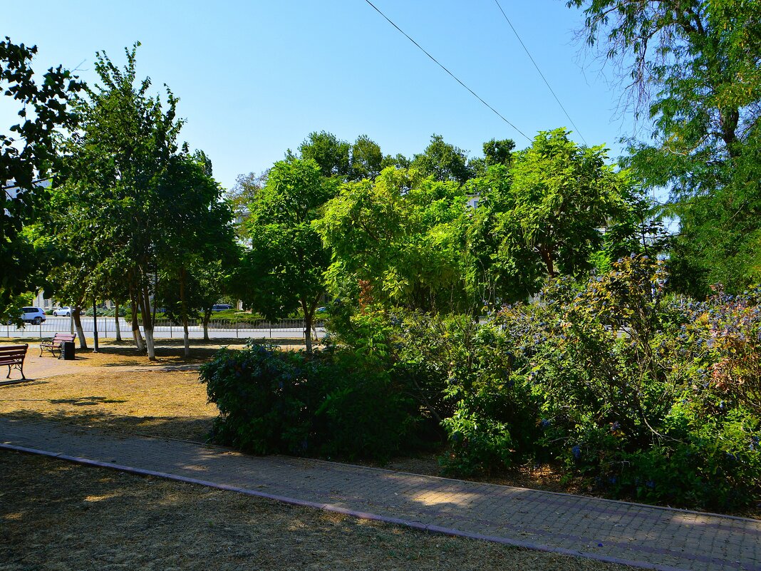 Керчь. Магония в сквере им. Пирогова летом. - Пётр Чернега