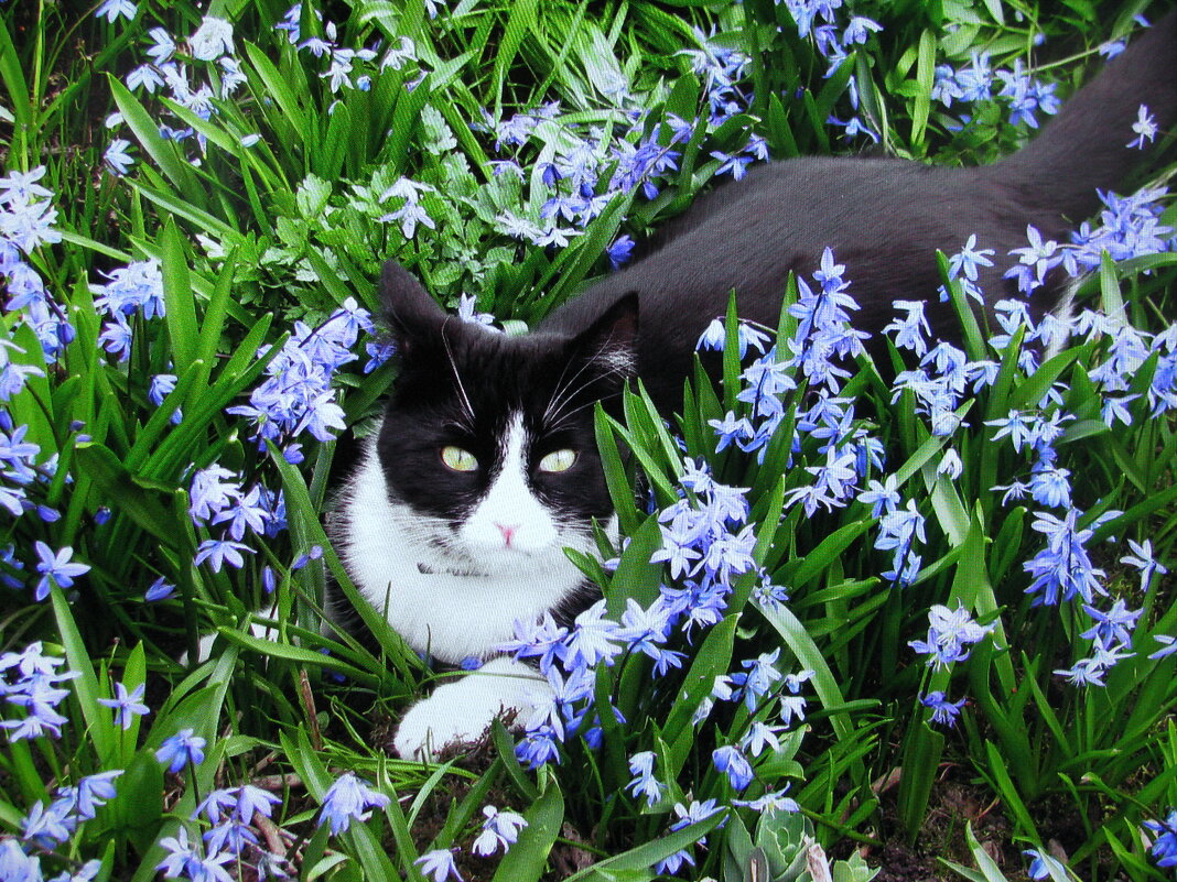 Хорошо в цветочках - Людмила Смородинская
