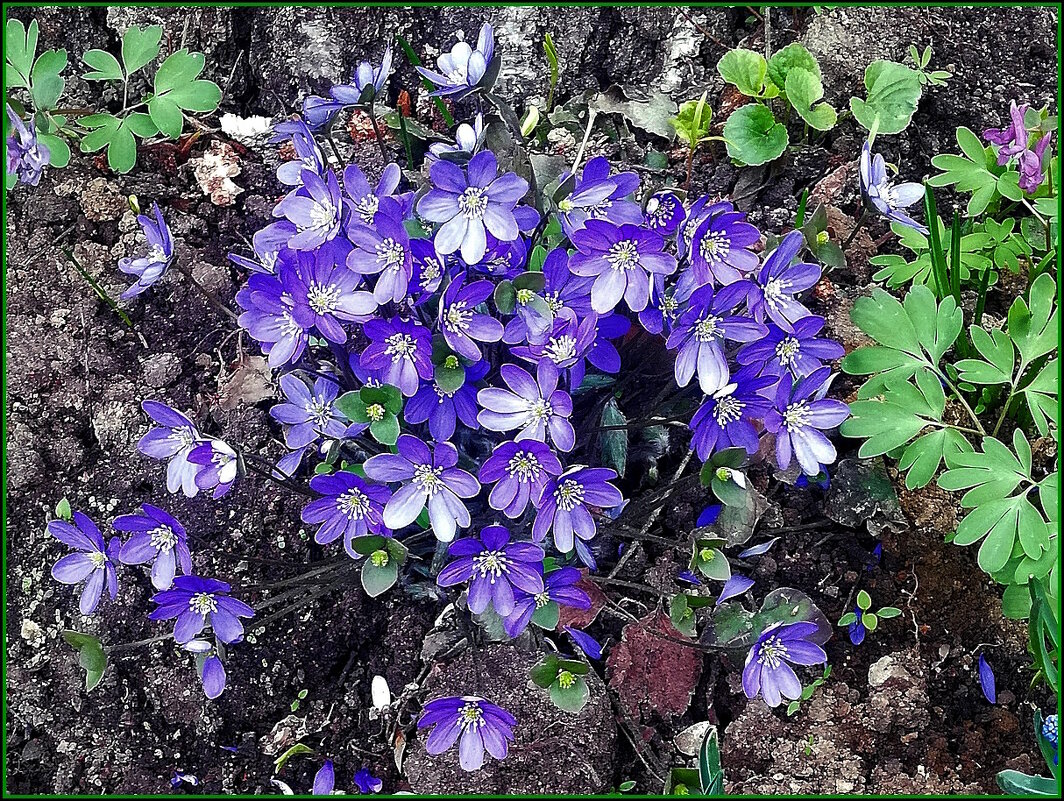 Весенние цветы - Ольга Довженко