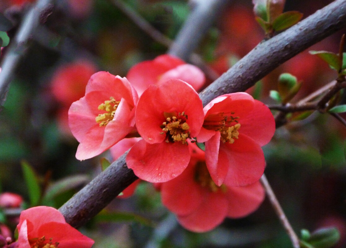 Японская айва - Валентин Семчишин