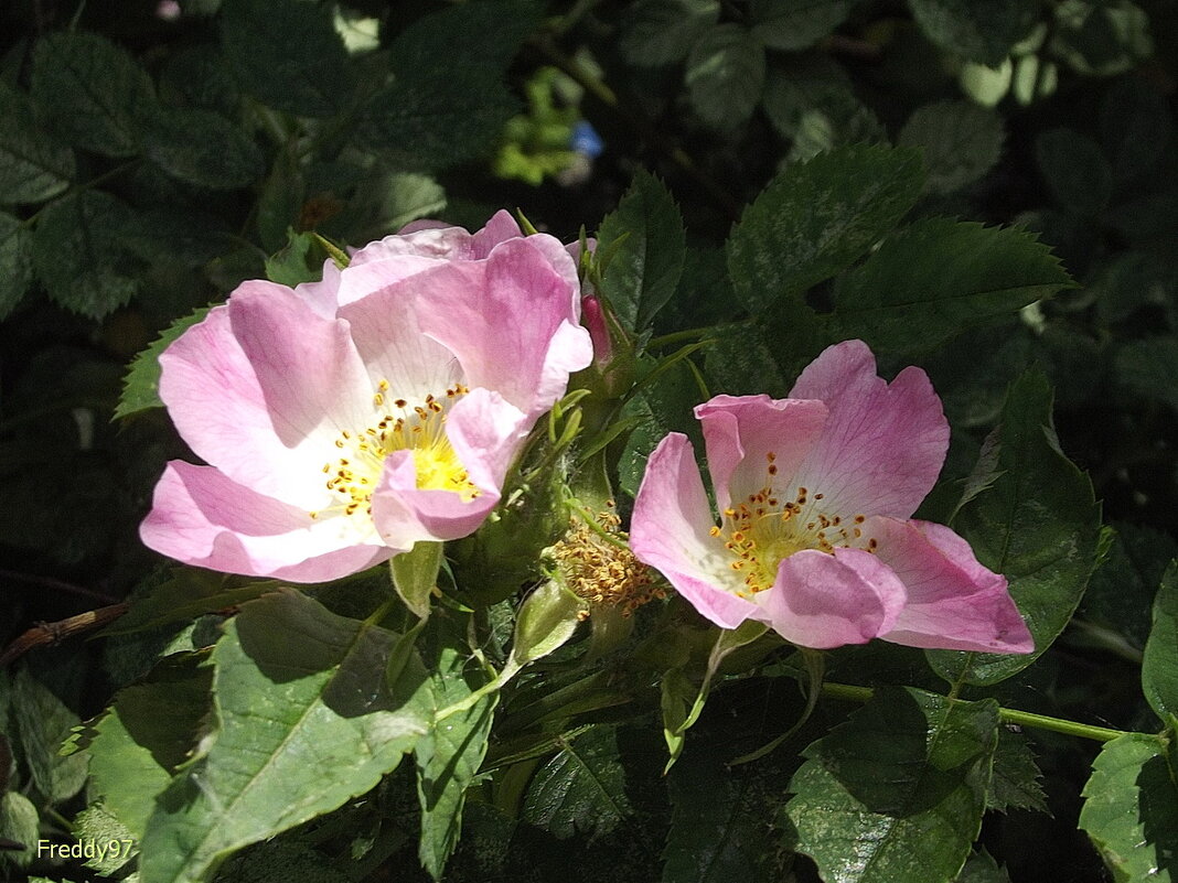 Шиповник - Freddy 97