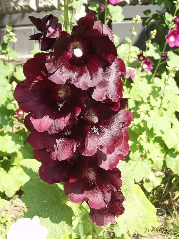 Мальва - Freddy 97