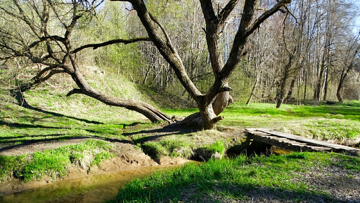 Городской парк в конце апреля. - Милешкин Владимир Алексеевич 