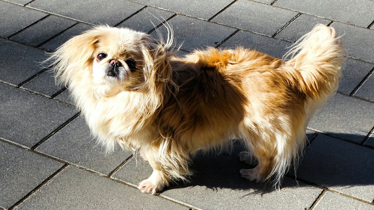 Добрый пёс (случайный снимок). - Милешкин Владимир Алексеевич 
