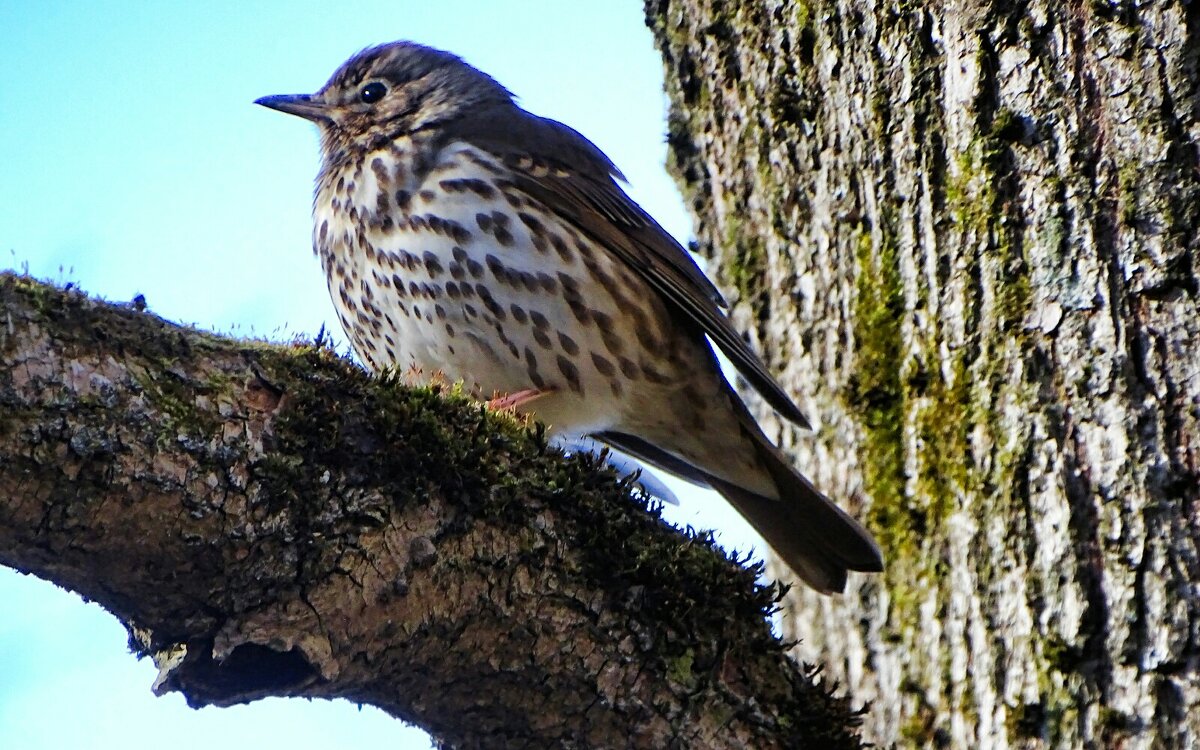 Дрозд в городском парке. - Милешкин Владимир Алексеевич 