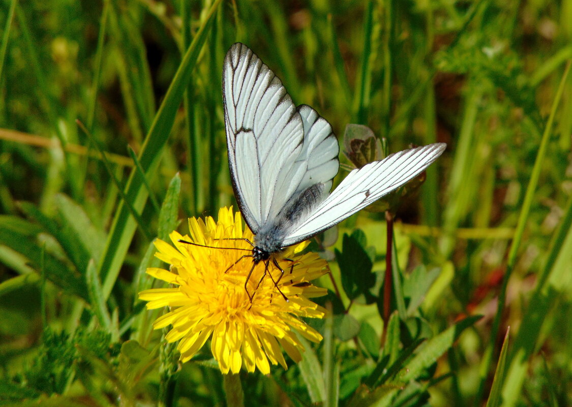 Посадка прошла успешно. - nadyasilyuk Вознюк