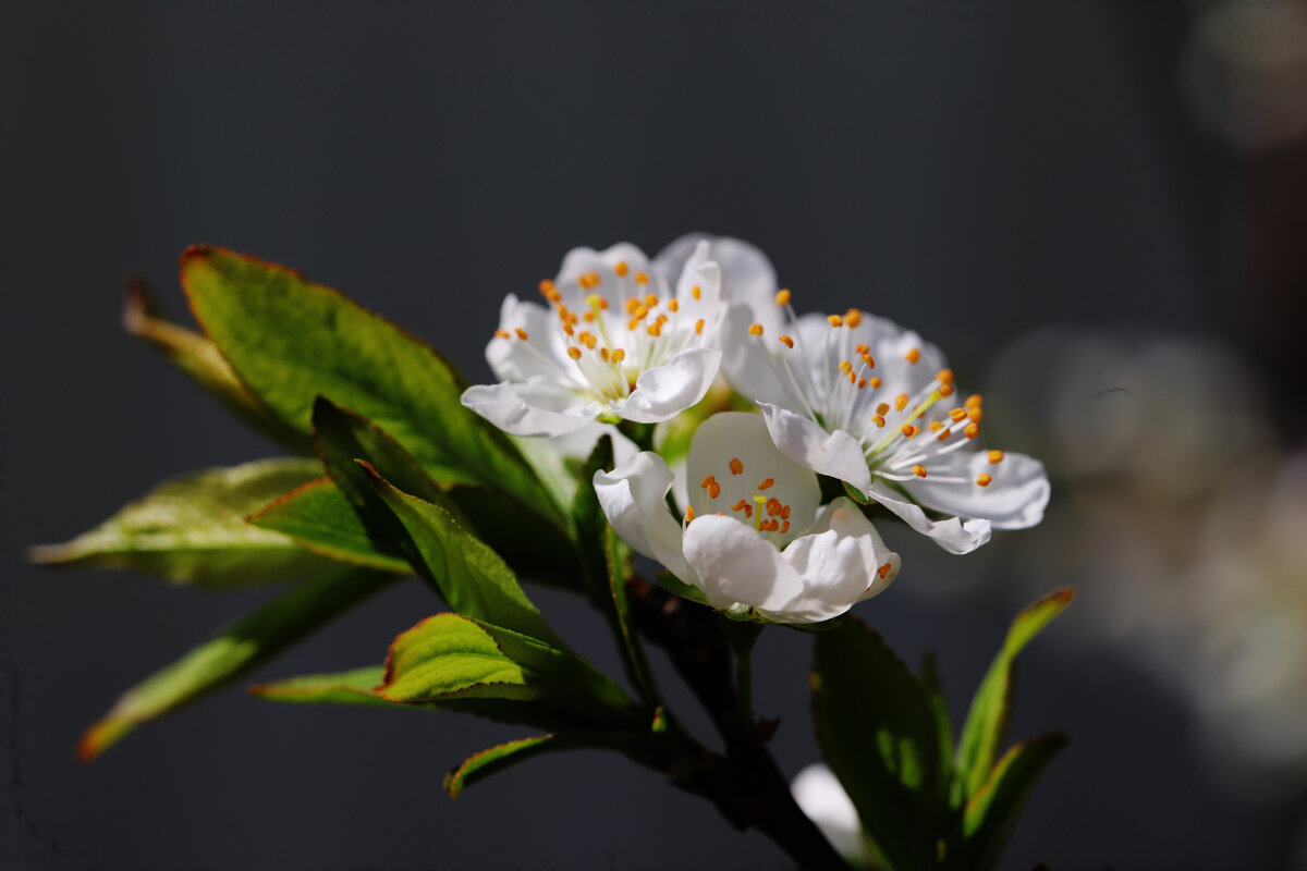 Цветение ренклода - Татьяна Салиева