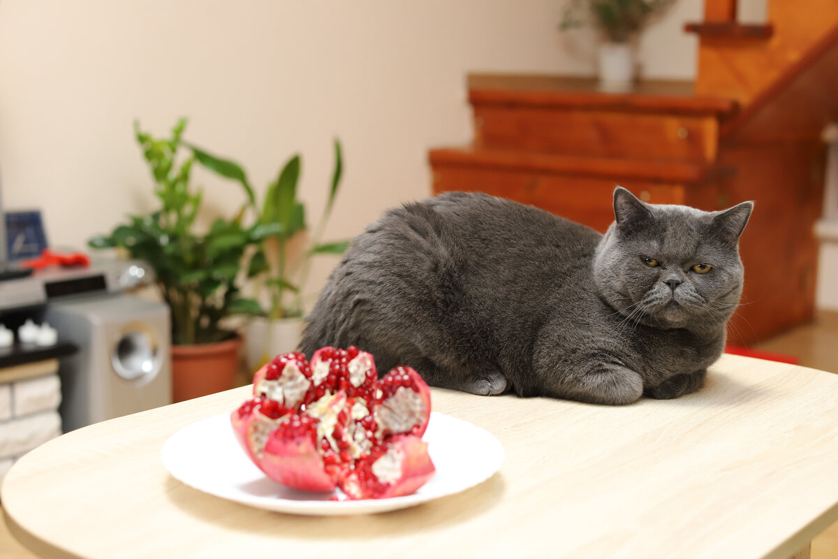 Я не козел, я это не ем - Татьяна Салиева