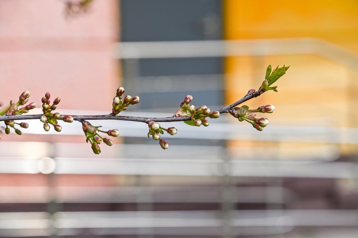 Веточка вишни хочет распуститься - Валерий Иванович